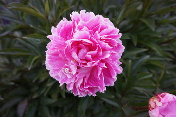 Pivoine rose abritant une petite araignée blancche