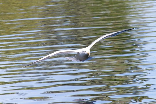 image off flying seagull