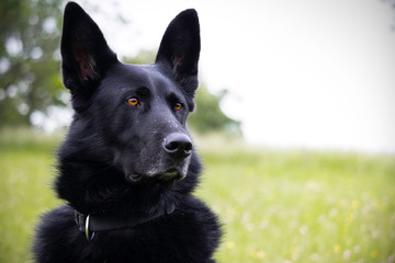 Schwarzer Deutscher Schäferhund Porträt