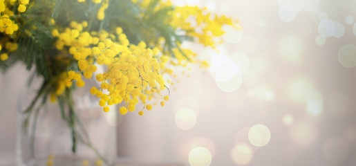 Naklejka na ściany i meble spring mimosa flowers. gift card concept. garden flowers 