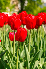 Fresh red tulip flowers in the garden in sunny day