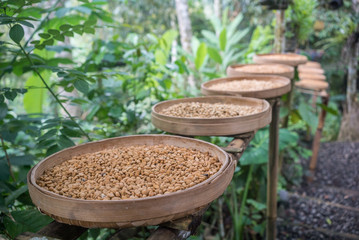 Luwak Kopi or coffee beans