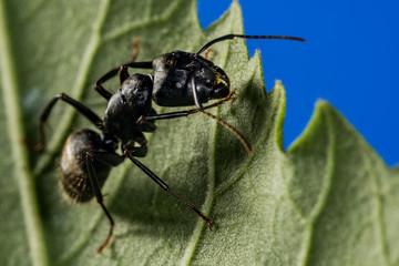 Black Carpenter Ant (Camponotus pennsylvanicus)