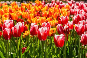 Fresh red tulip flowers in the garden in sunny day