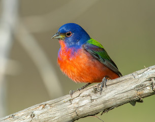Male Painted Bunting