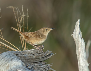 House Wren