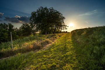 Rheinhessen im Mai