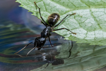 Black Carpenter Ant (Camponotus pennsylvanicus)