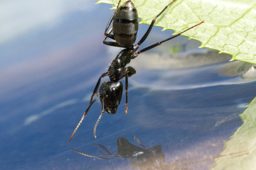 Black Carpenter Ant (Camponotus pennsylvanicus)