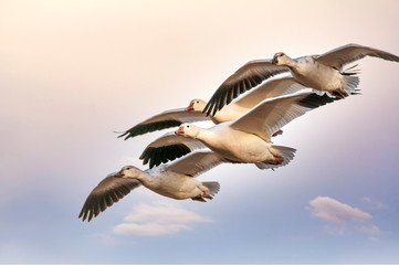  A Gaggle of Snow Geese Anser caerulescens in Flight 