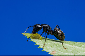 Black Carpenter Ant (Camponotus pennsylvanicus)