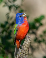 Male Painted Bunting