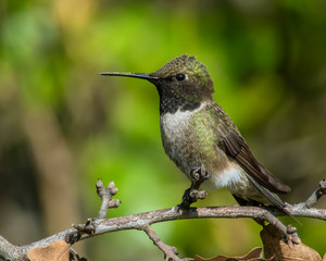 Black-chinned Hummingbird
