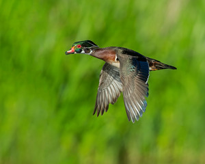 Wood Duck in flight