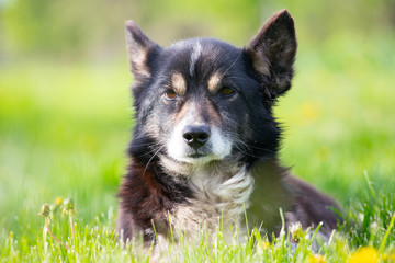 portrait of a dog that lies in the green grass and looks forward