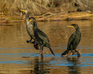 Cormorant drying out on a branch