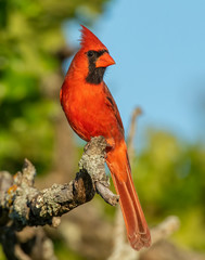 Male Northern Cardinal