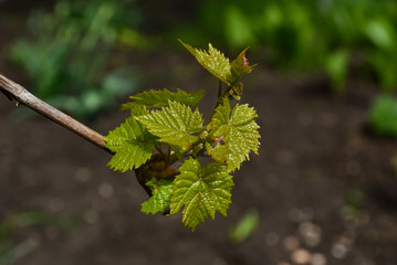 green leaves on a tree