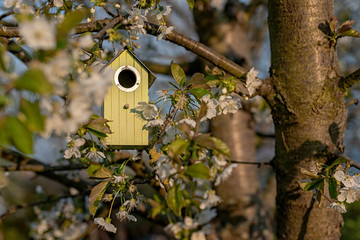 Birdhouse in spring with blossom cherryflower