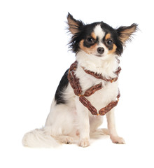 Chihuahua with a sausage