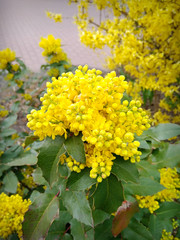 Yellow bush flower in spring