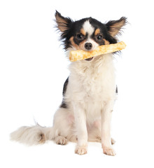 Obraz premium chihuahua with a chewy treat