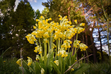 Fototapeta premium yellow spring flowers
