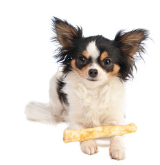 chihuahua with a chewy treat