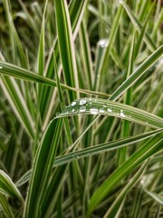 dew on grass