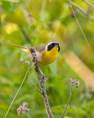 Common Yellowthroat