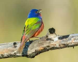 Male Painted Bunting