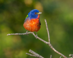 Male Painted Bunting