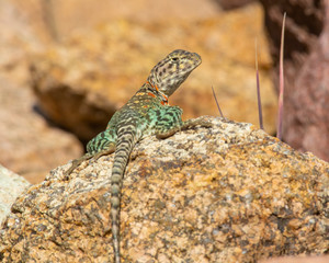 Female Collared Lizard basking on a rock