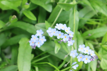Blurred image of little delicate forget-me-not flowers on a background of green grass. Close-up.