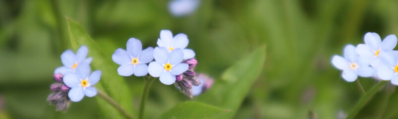 Blurred image of little delicate forget-me-not flowers on a background of green grass. Close-up, banner.