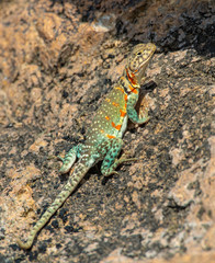 Female Collared Lizard basking on a rock