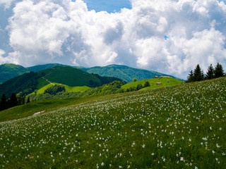 View of the Dolomites along Col Moscher, Lentiai, Belluno, Italy. Exciting view of the Garda Mountain during spring.