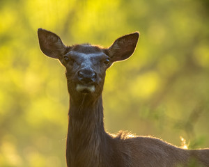 Backlit Cow Elk