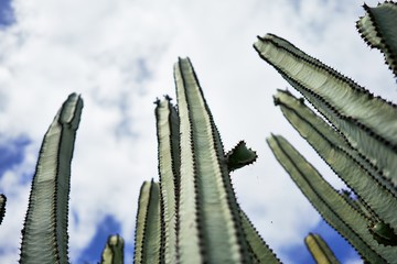 Close up of succulent green cactus at botanical garden