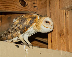 Barn Owl