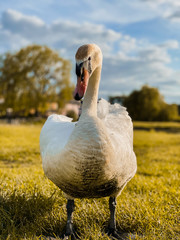 front facing swan on the grass