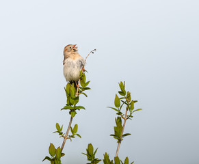 Field Sparrow Perched on Tree Branch and Calling in Spring