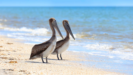 Two pelicans on the beach, Sanibel Island, Florida, USA