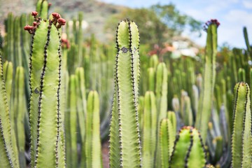 Close up of succulent green cactus at botanical garden