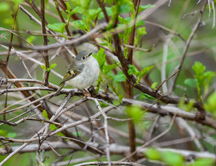 Golden-crowned Kinglet Foraging in Spring