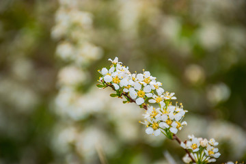 white flowers in the garden