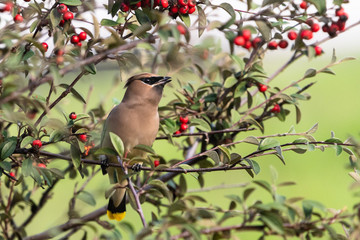 Cedar Waxwing