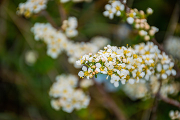 white flowers on a tree