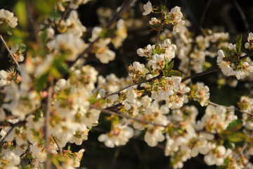 blooming Apple trees in spring