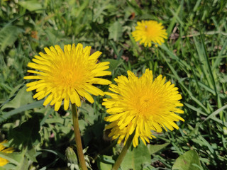 Dandelion flower on a springtime